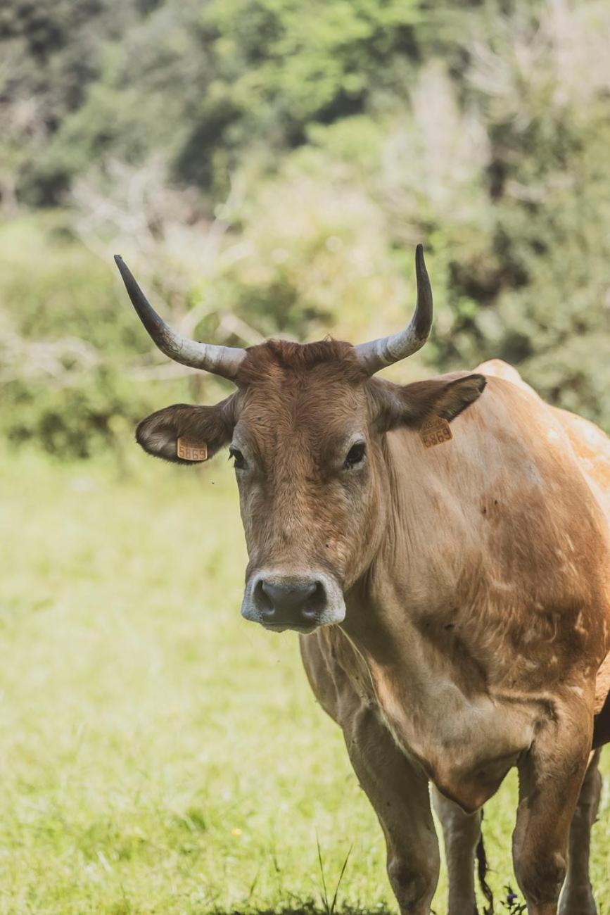 Casa Rural En Plena Naturaleza, Playa, Senderismo Villahormes Zewnętrze zdjęcie